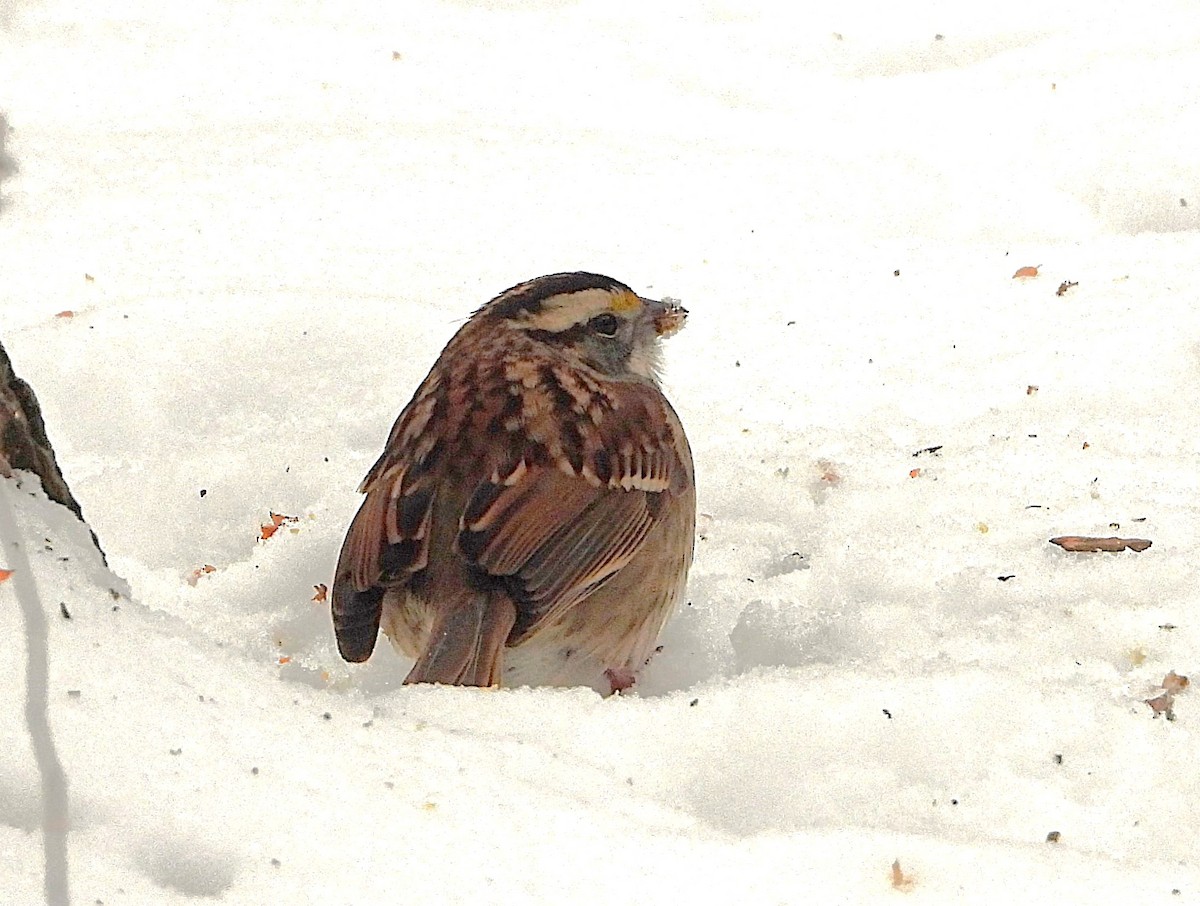 White-throated Sparrow - ML629194022