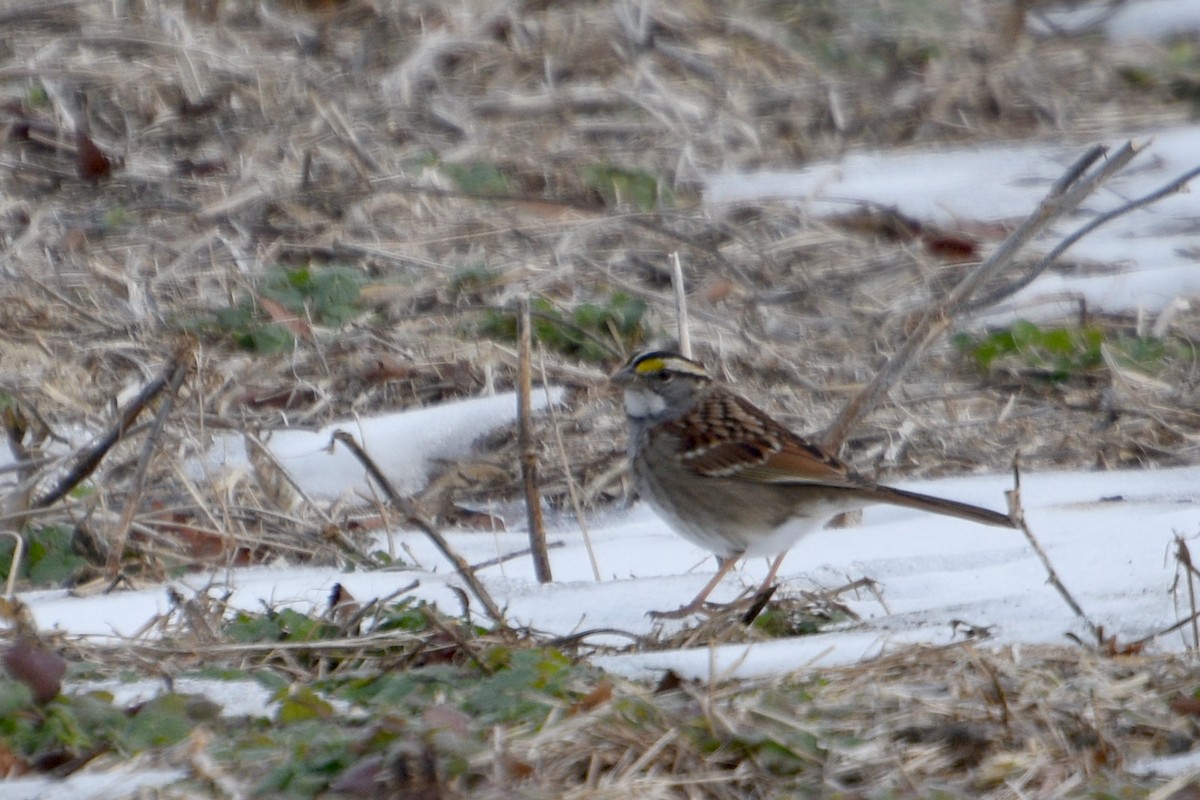 White-throated Sparrow - ML629194161