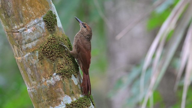 Northern Barred-Woodcreeper - ML629194492