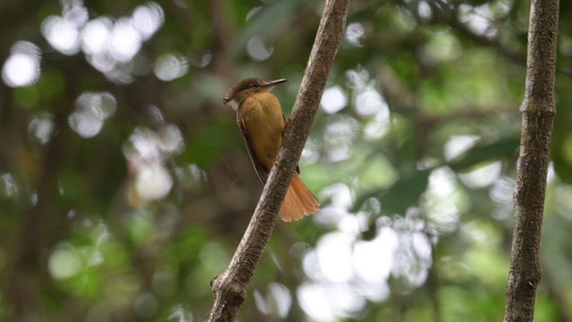 Tropical Royal Flycatcher (Northern) - ML629194508