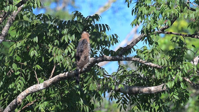 アカエリクマタカ - ML629194544