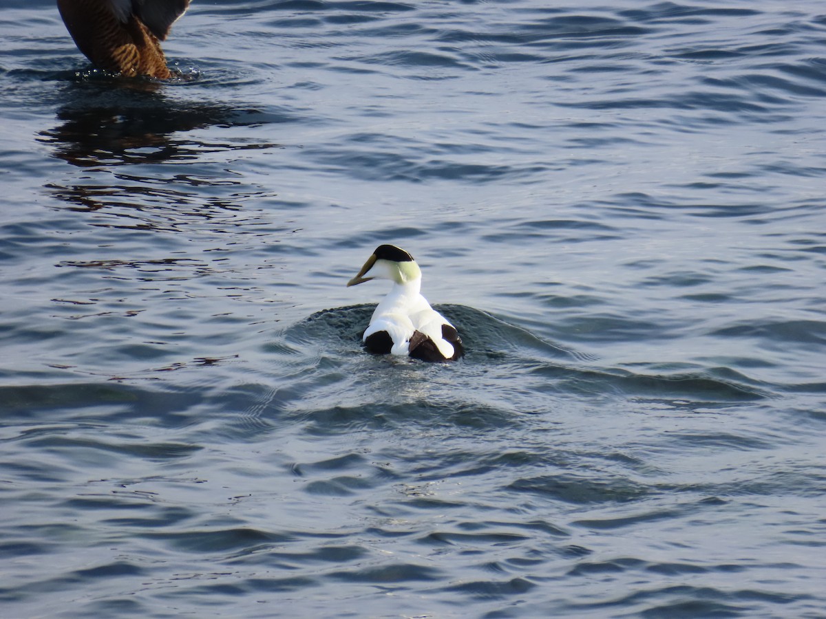Common Eider - ML629194685