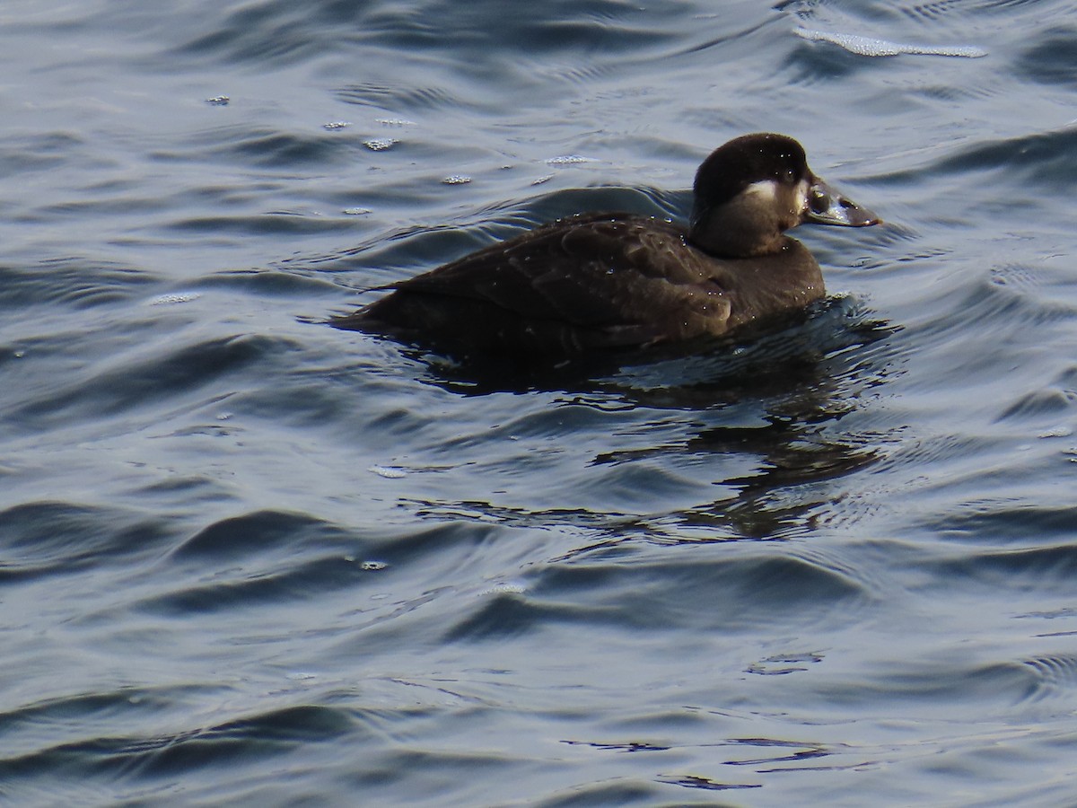 Surf Scoter - ML629194705
