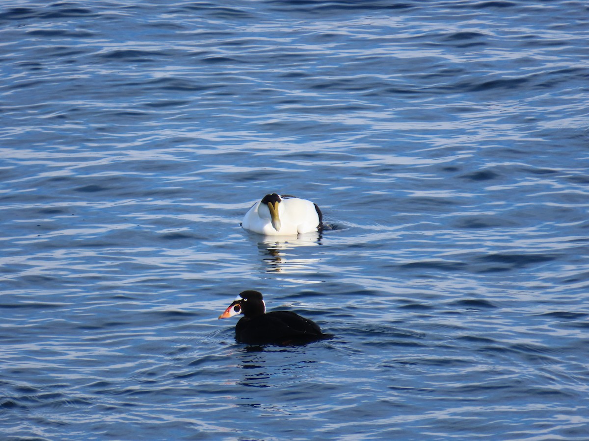 Surf Scoter - ML629194707