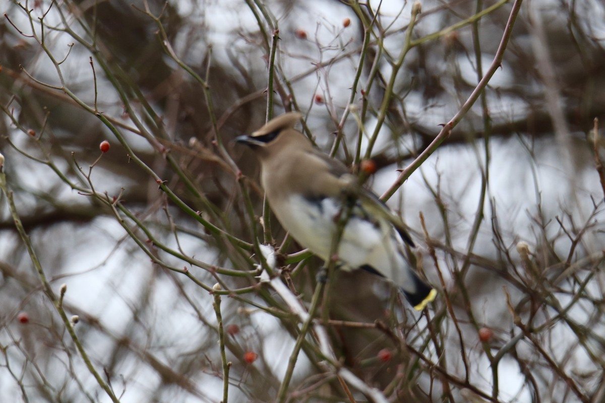 Cedar Waxwing - ML629194720