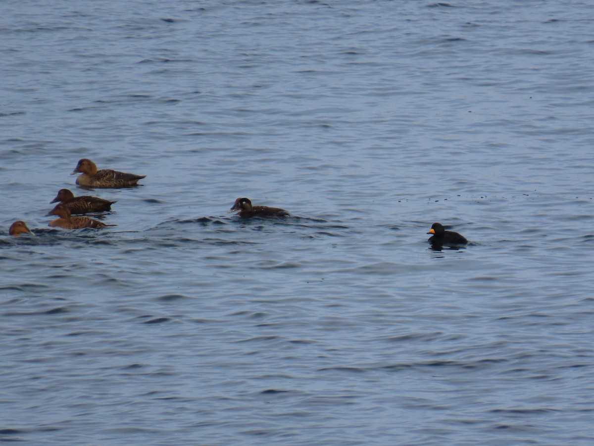 Black Scoter - ML629194763