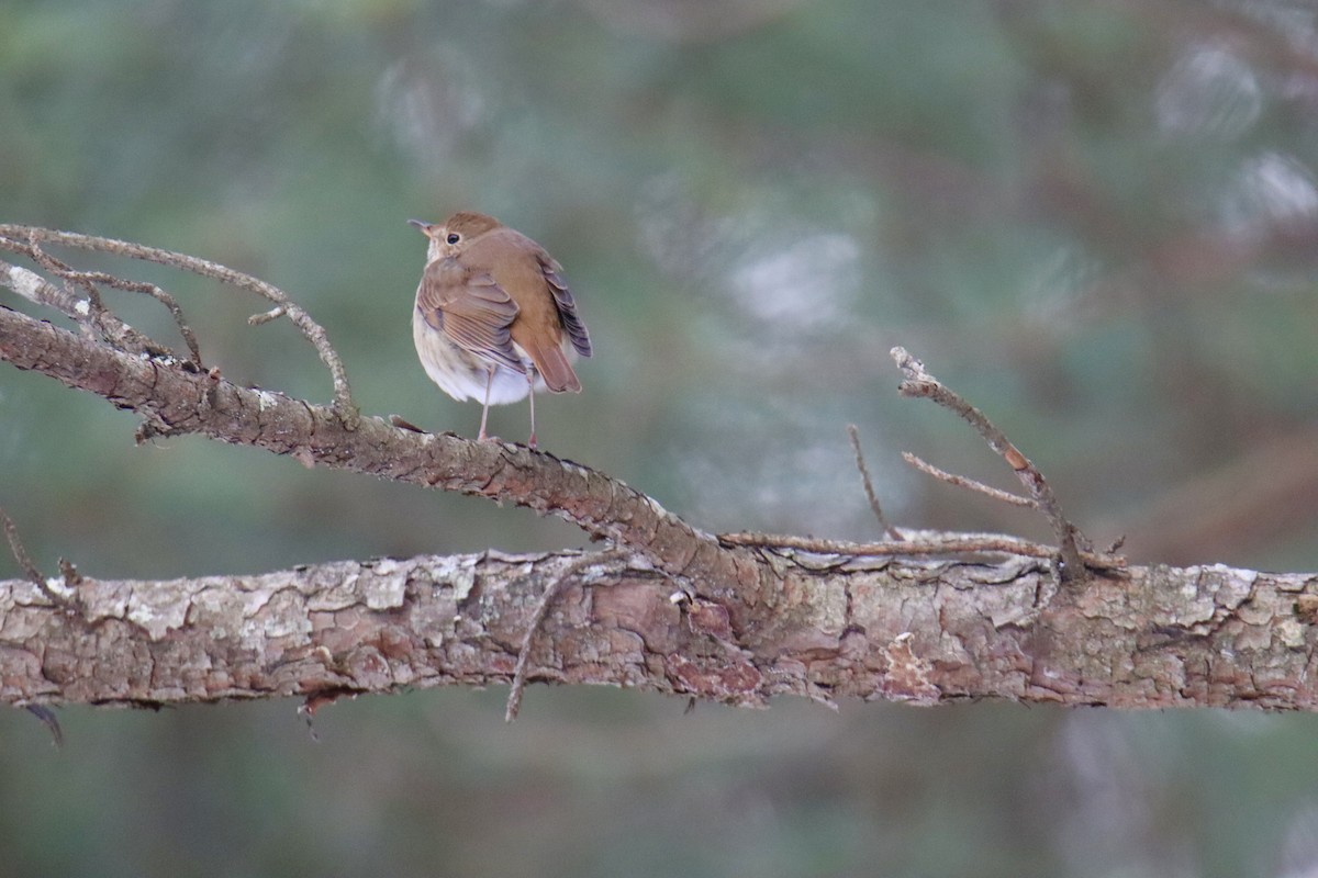 Hermit Thrush - ML629194790