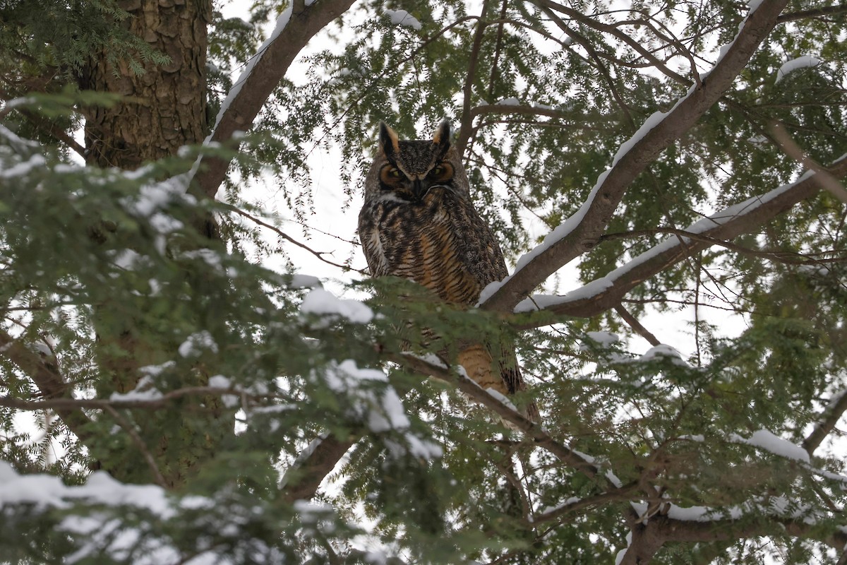 Great Horned Owl - ML629194885