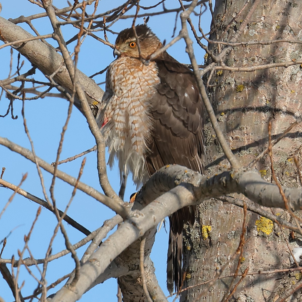 Cooper's Hawk - ML629194913