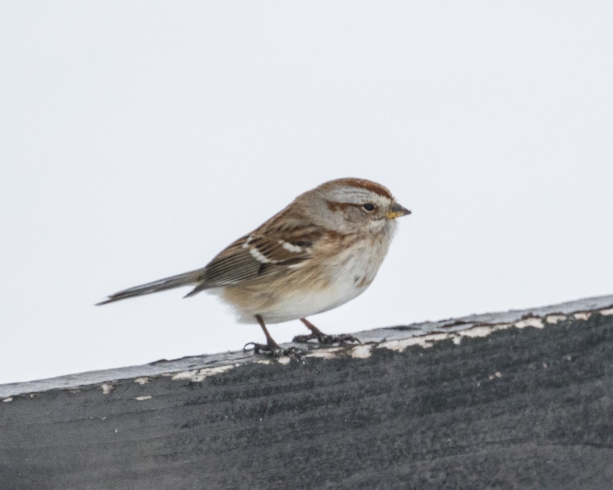 American Tree Sparrow - ML629194993