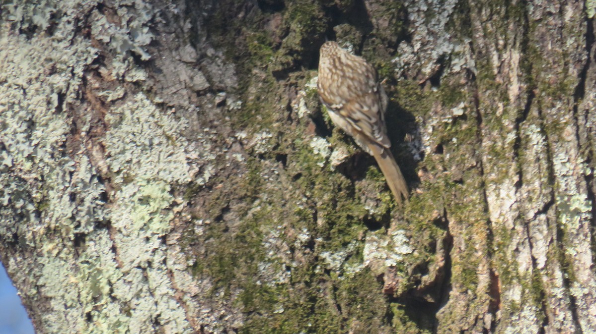 Brown Creeper - ML629195009