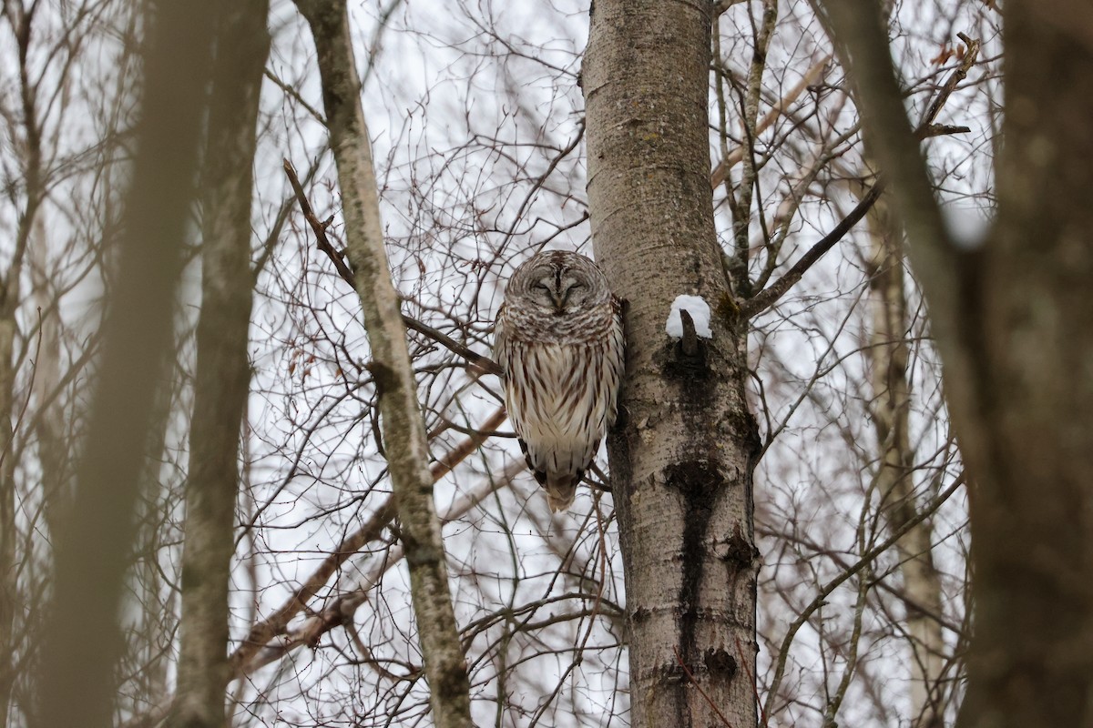 Barred Owl - ML629195498