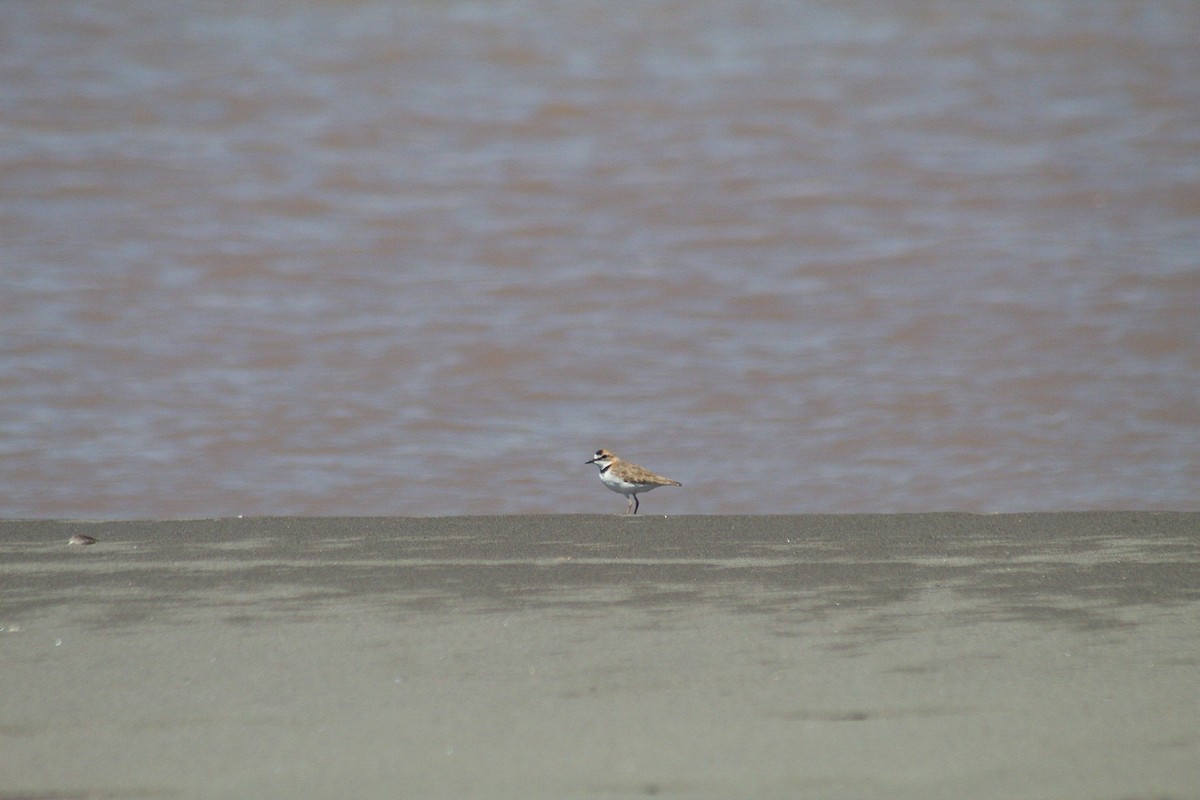 Collared Plover - ML629195666