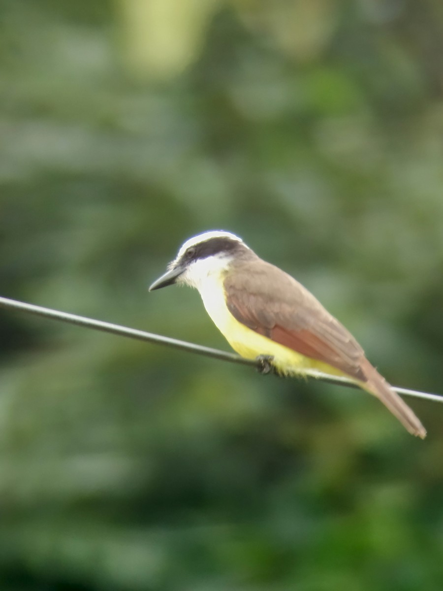 Great Kiskadee - ML629195767