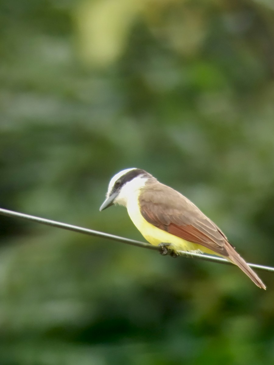 Great Kiskadee - ML629195768