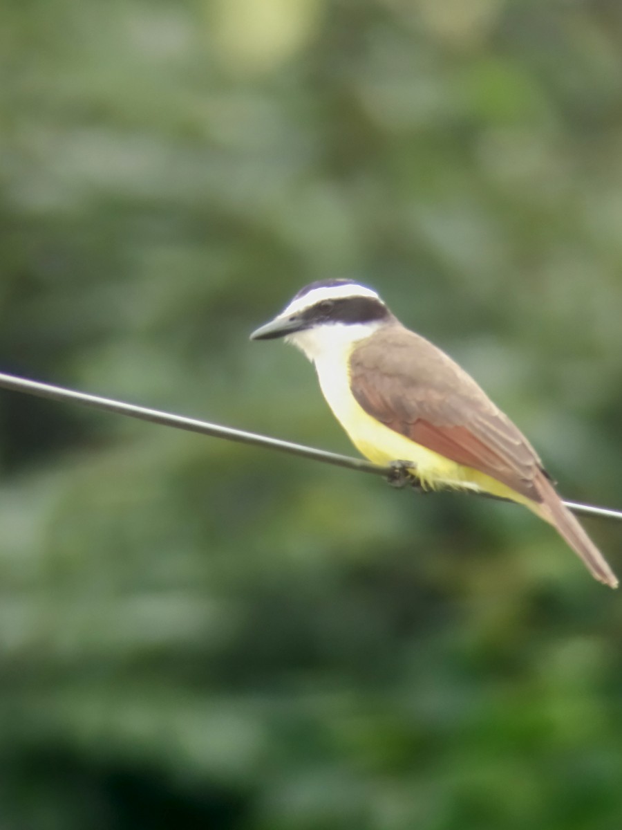 Great Kiskadee - ML629195769