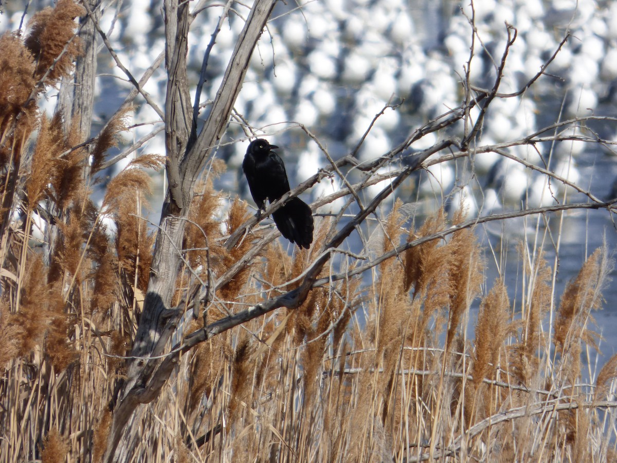 Great-tailed Grackle - ML629195814
