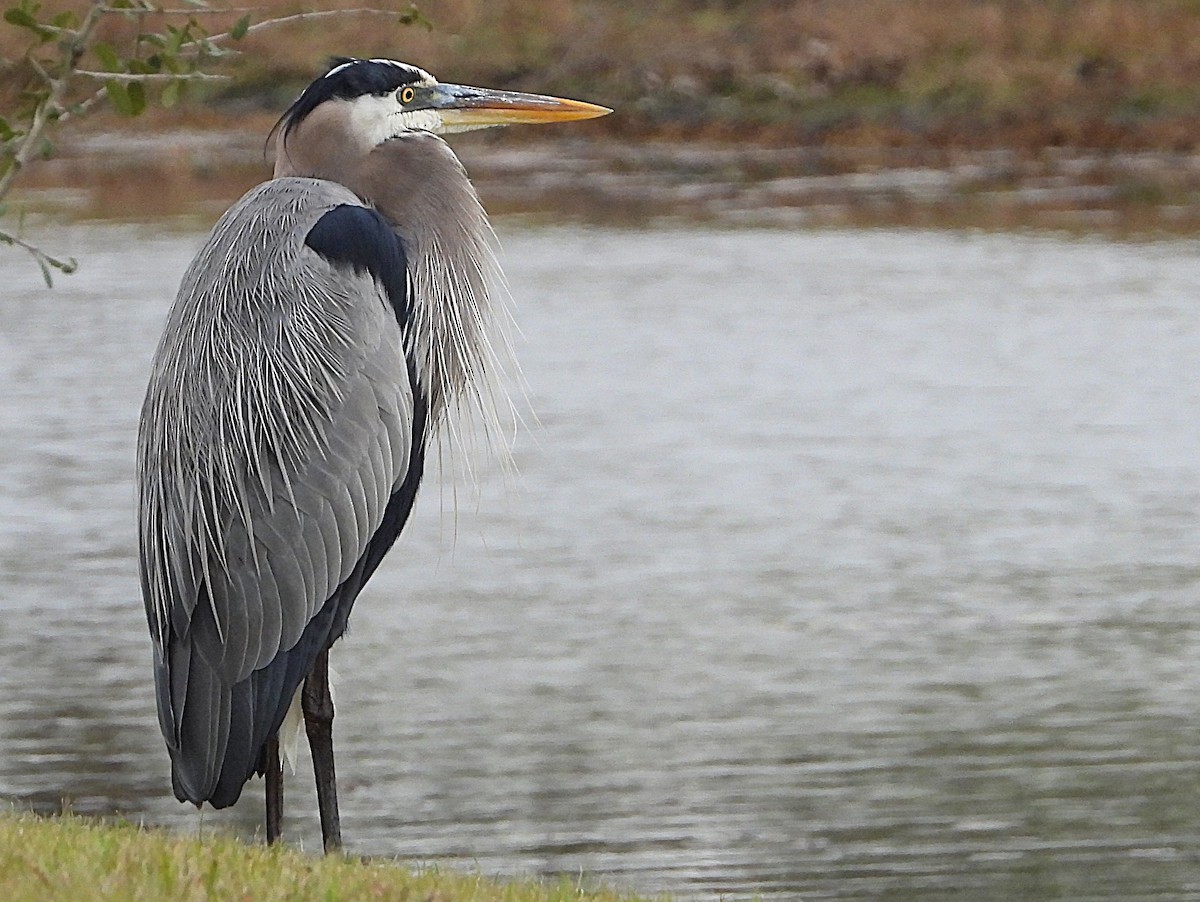 Great Blue Heron - ML629195838