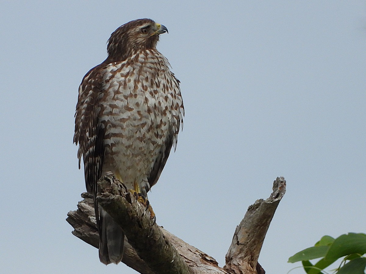 Red-shouldered Hawk - ML629195848