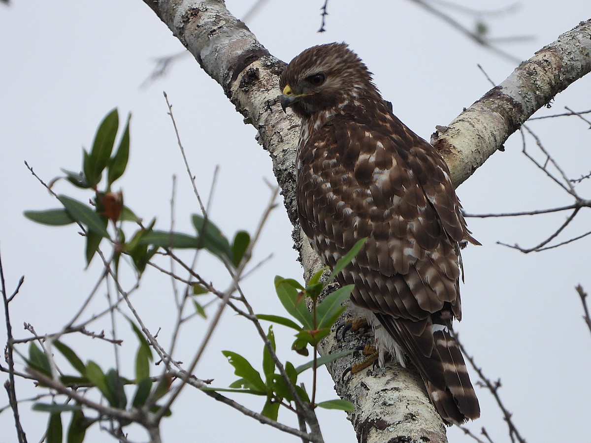 Red-shouldered Hawk - ML629195849