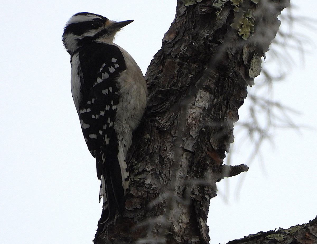 Downy Woodpecker - ML629195853