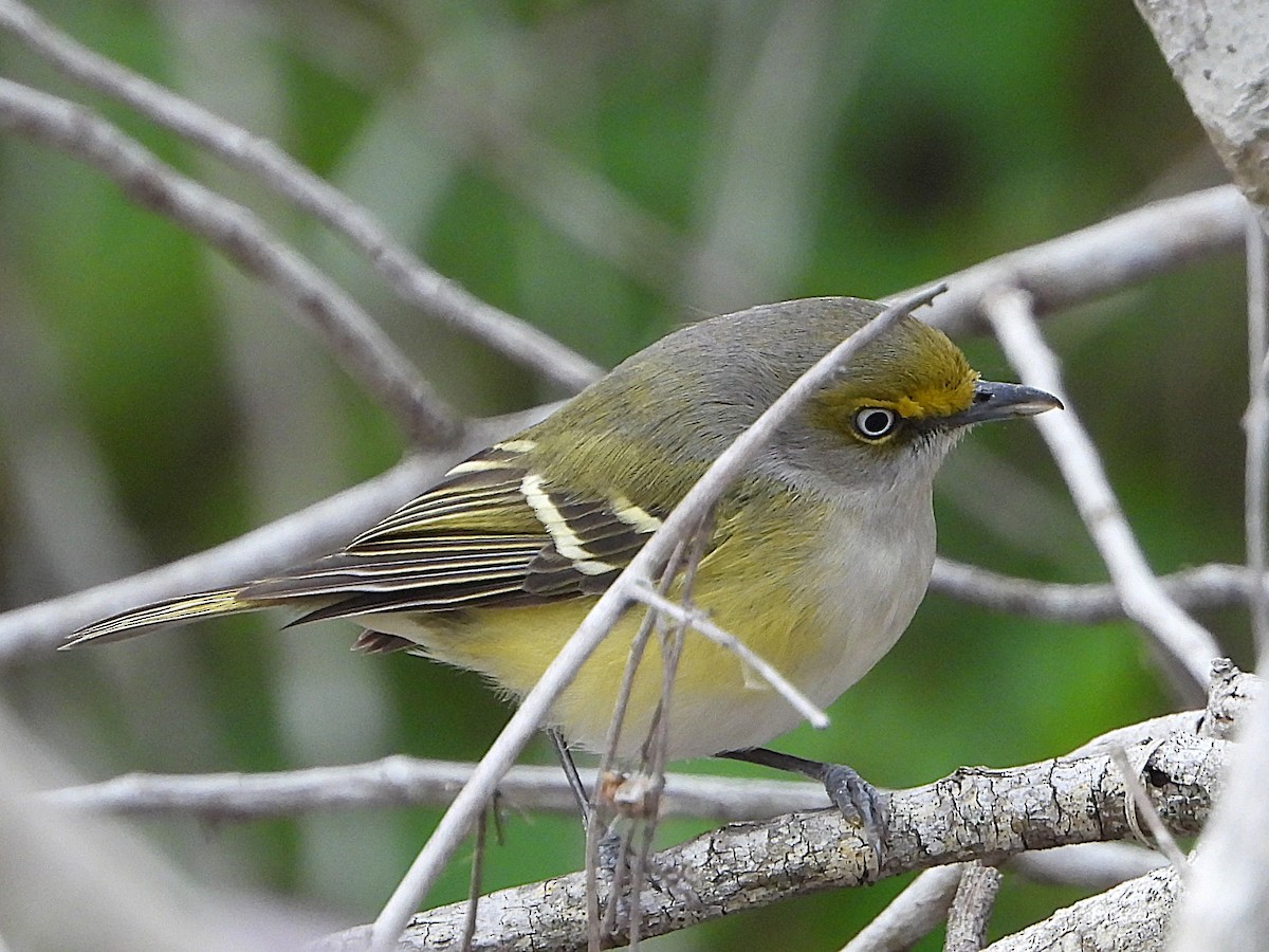 White-eyed Vireo - ML629195865