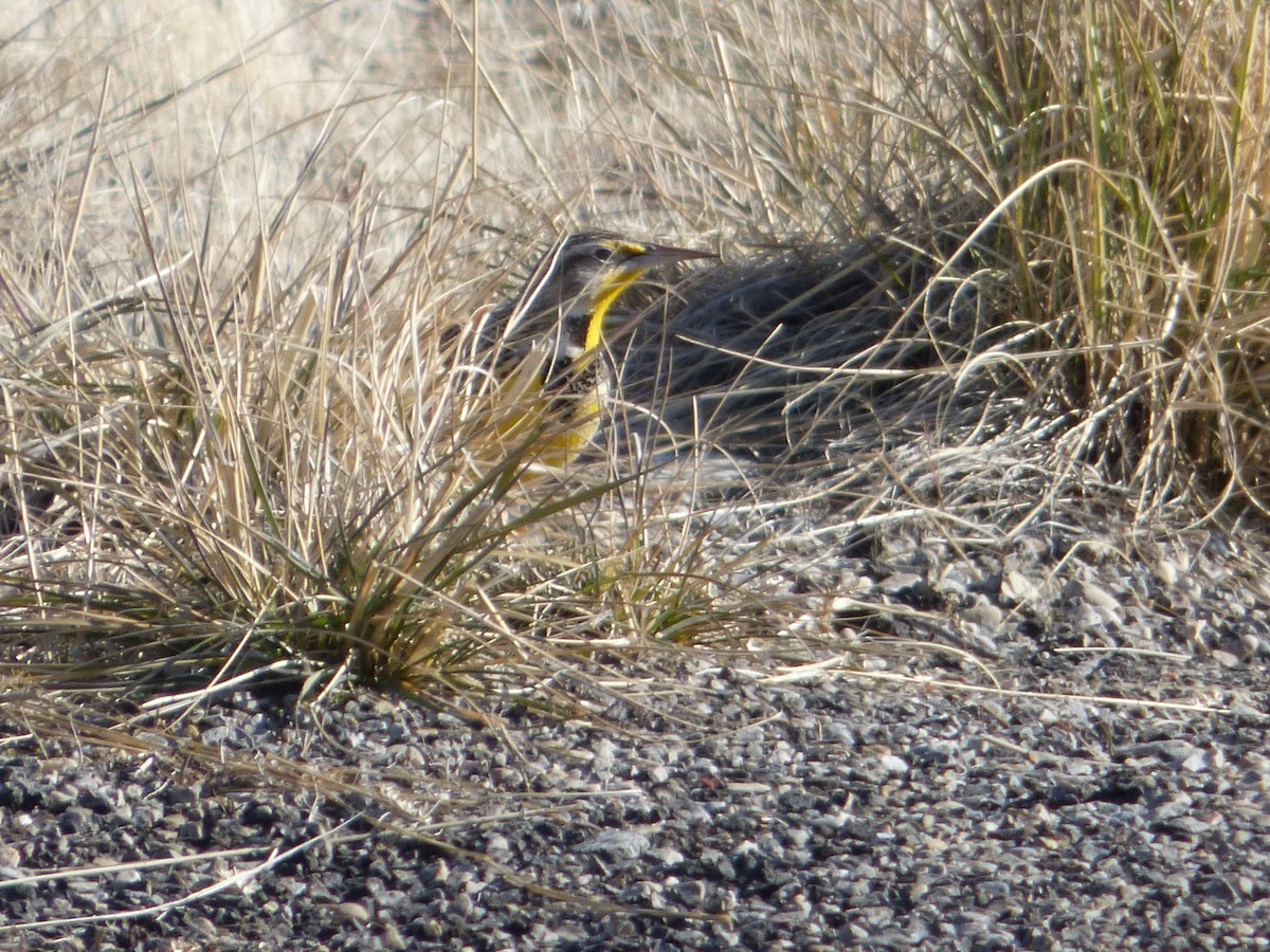 Western Meadowlark - ML629195872