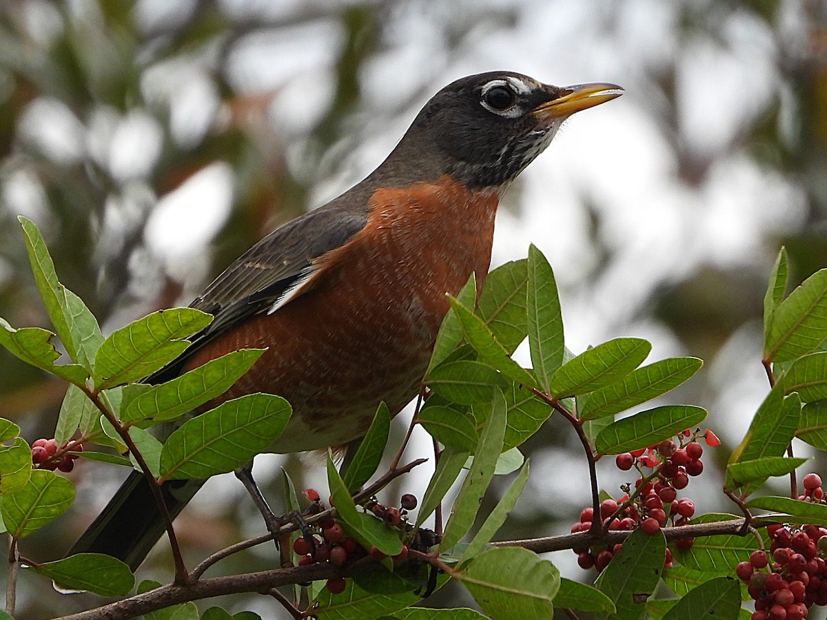 American Robin - ML629195888