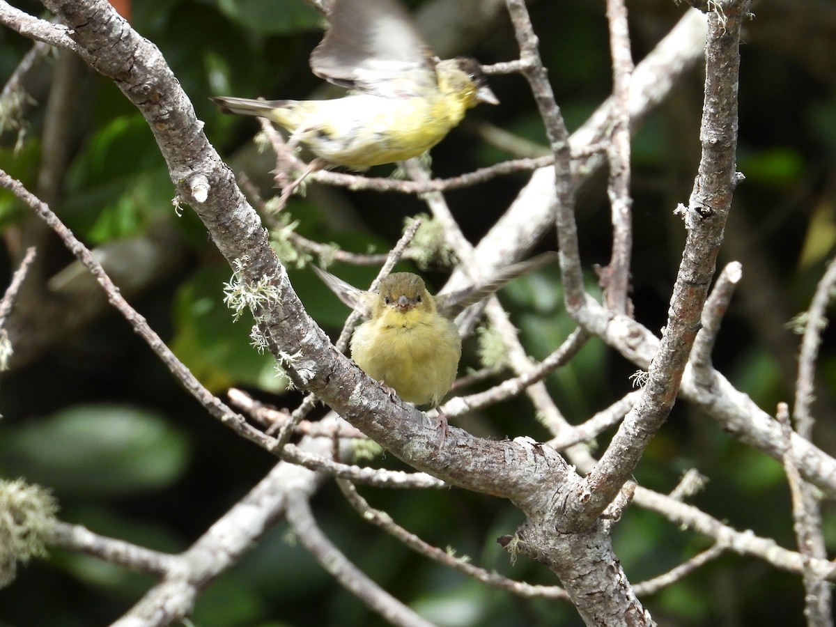 Lesser Goldfinch - ML629196602