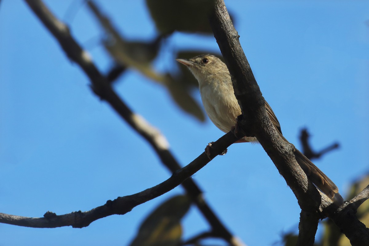 Prinia des montagnes - ML629196611