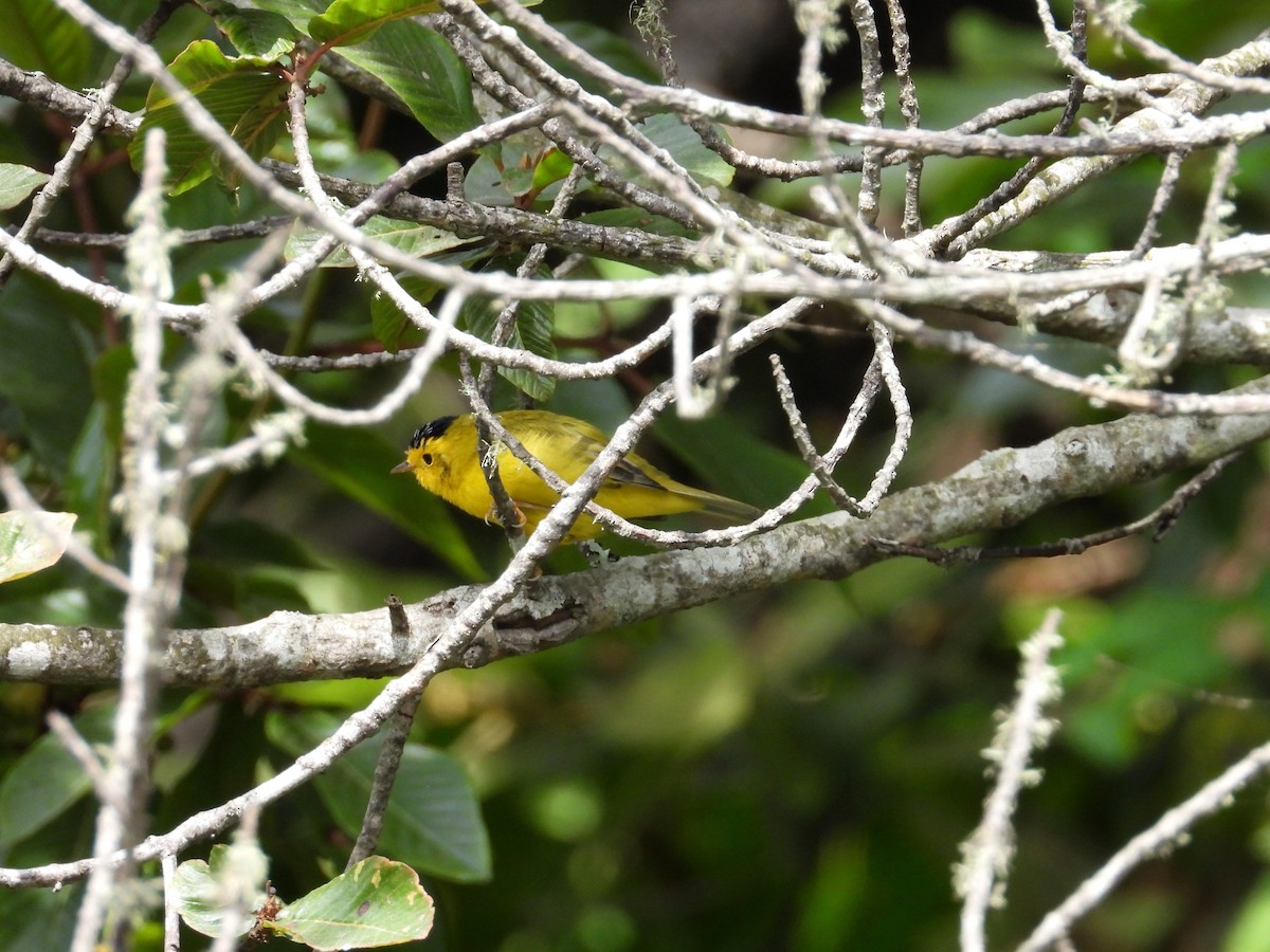 Wilson's Warbler - ML629196627