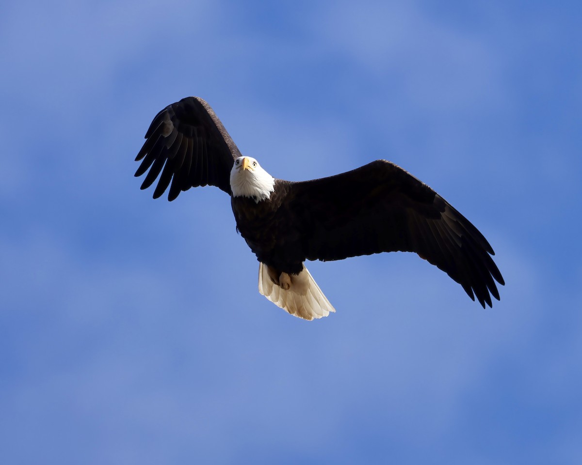 Bald Eagle - ML629196659