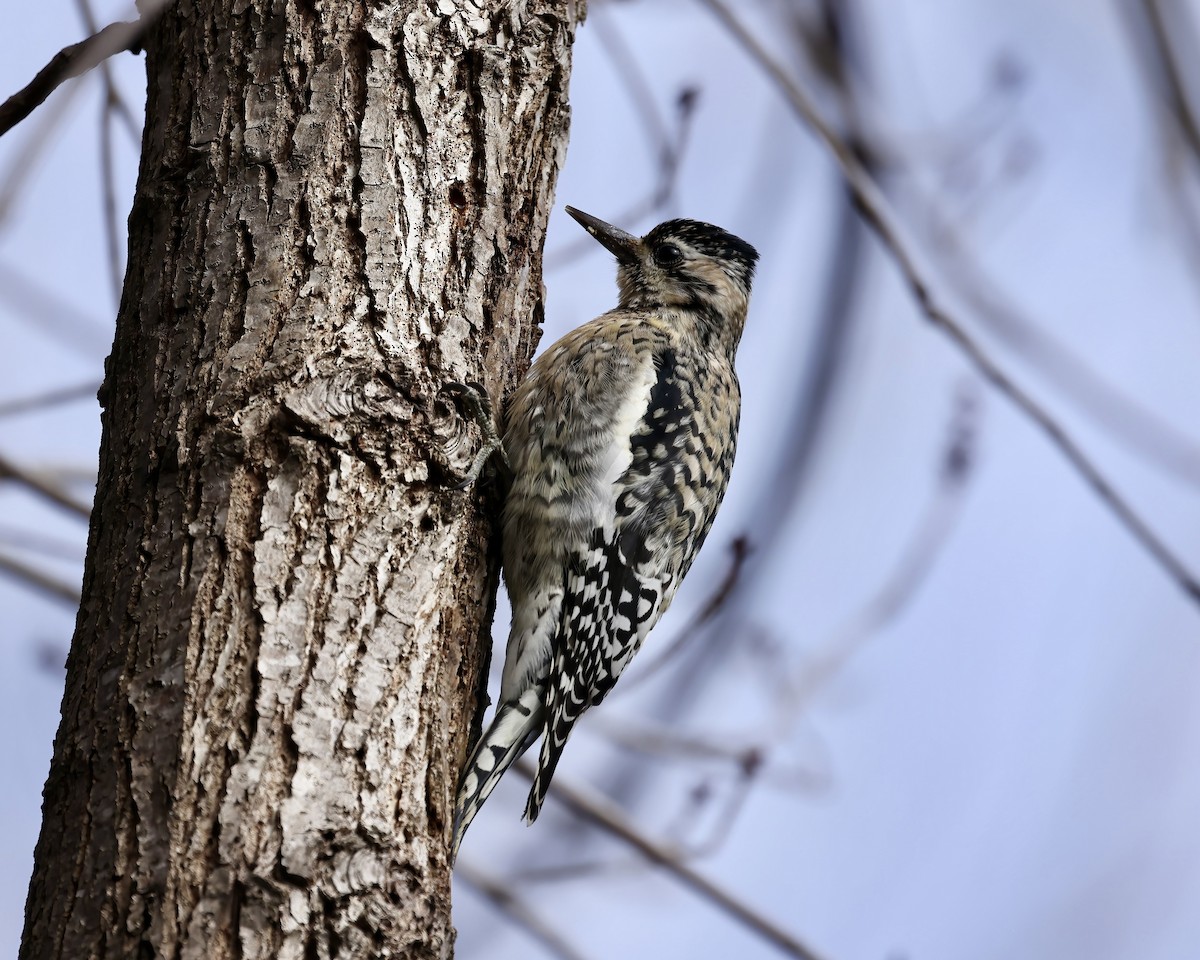 Yellow-bellied Sapsucker - ML629196665