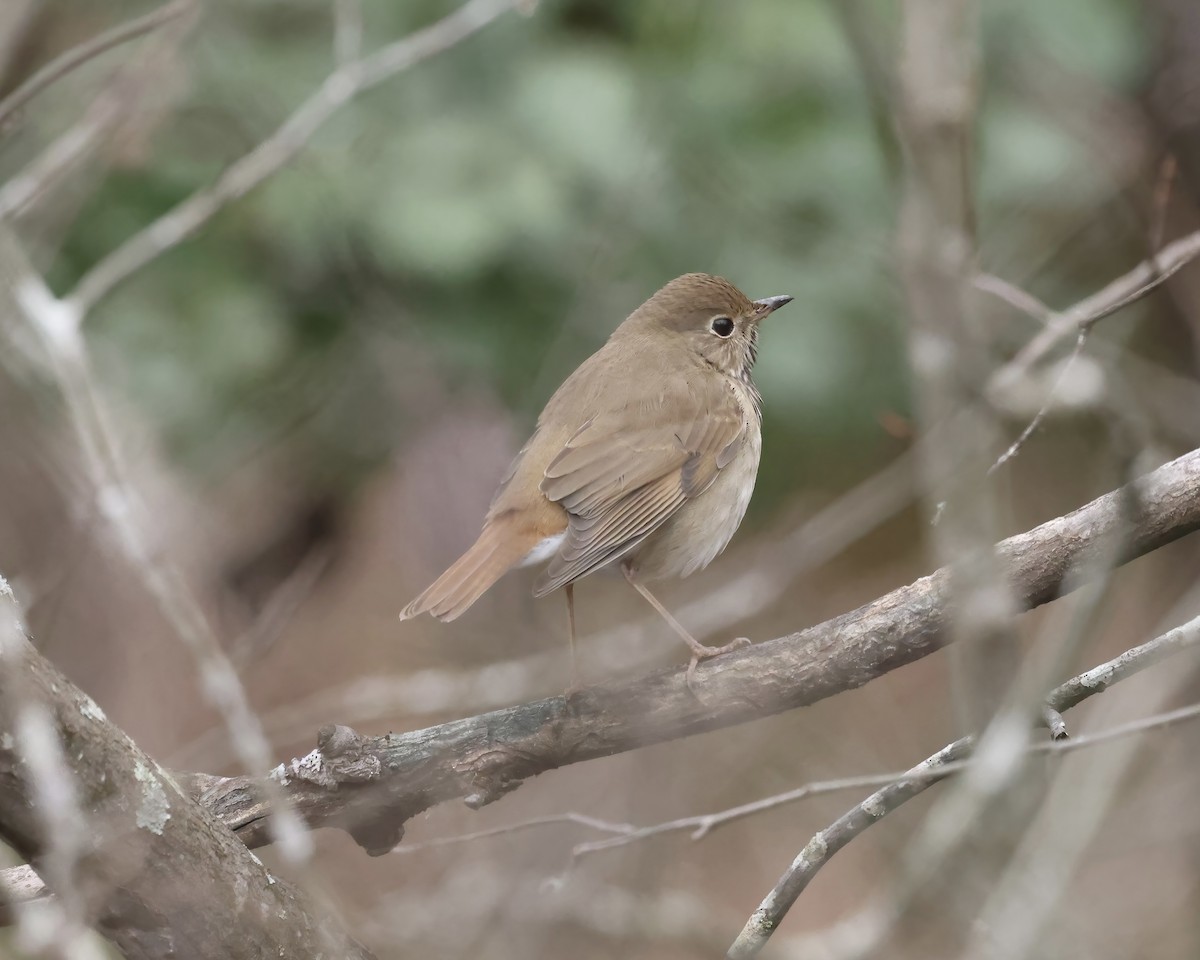Hermit Thrush - ML629196696