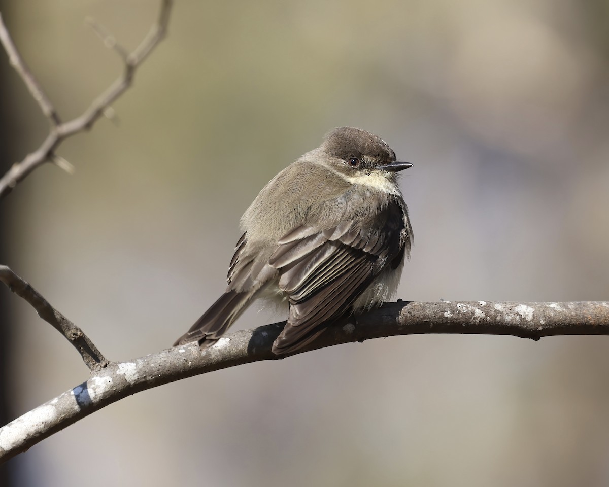 Eastern Phoebe - ML629196731