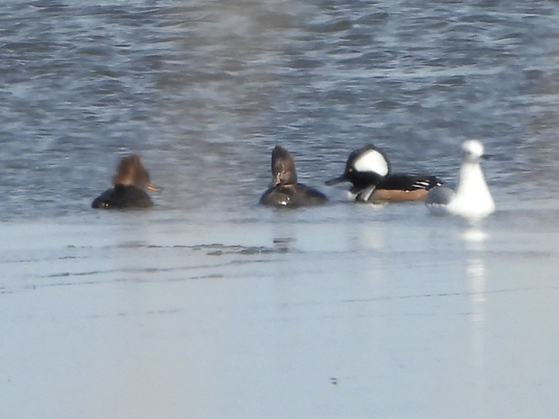 Hooded Merganser - ML629196797