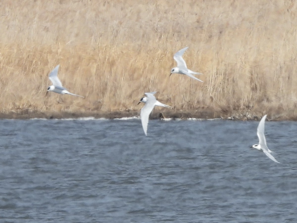 Forster's Tern - ML629196808