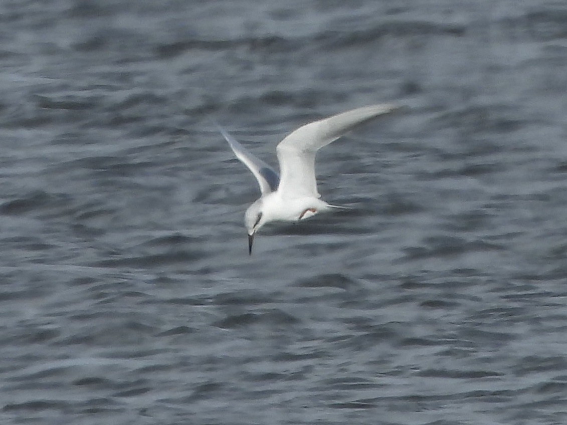 Forster's Tern - ML629196809