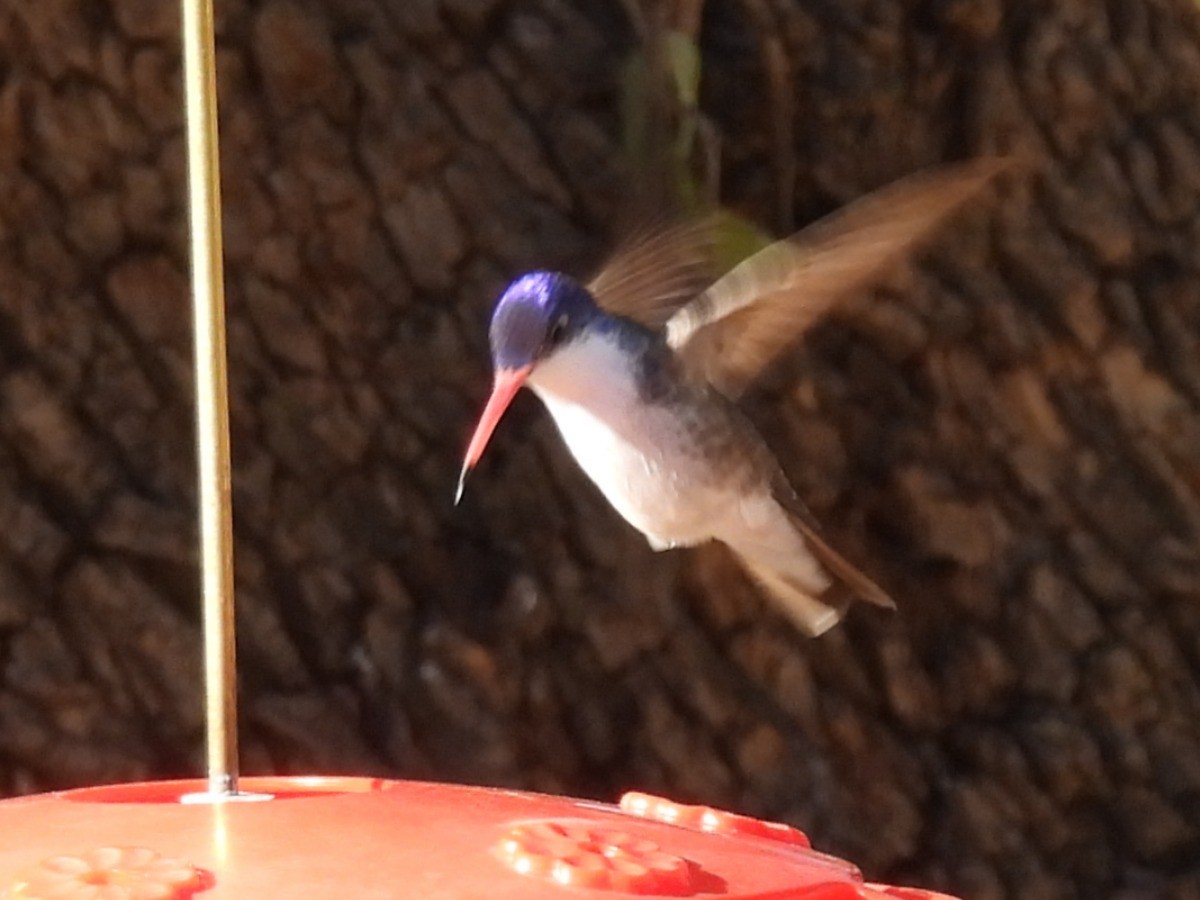 eBird Checklist - 12 Jan 2025 - Paton Center for Hummingbirds (Patons ...