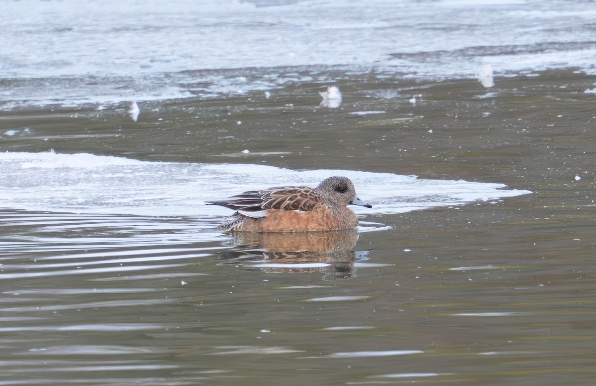 American Wigeon - ML629197045