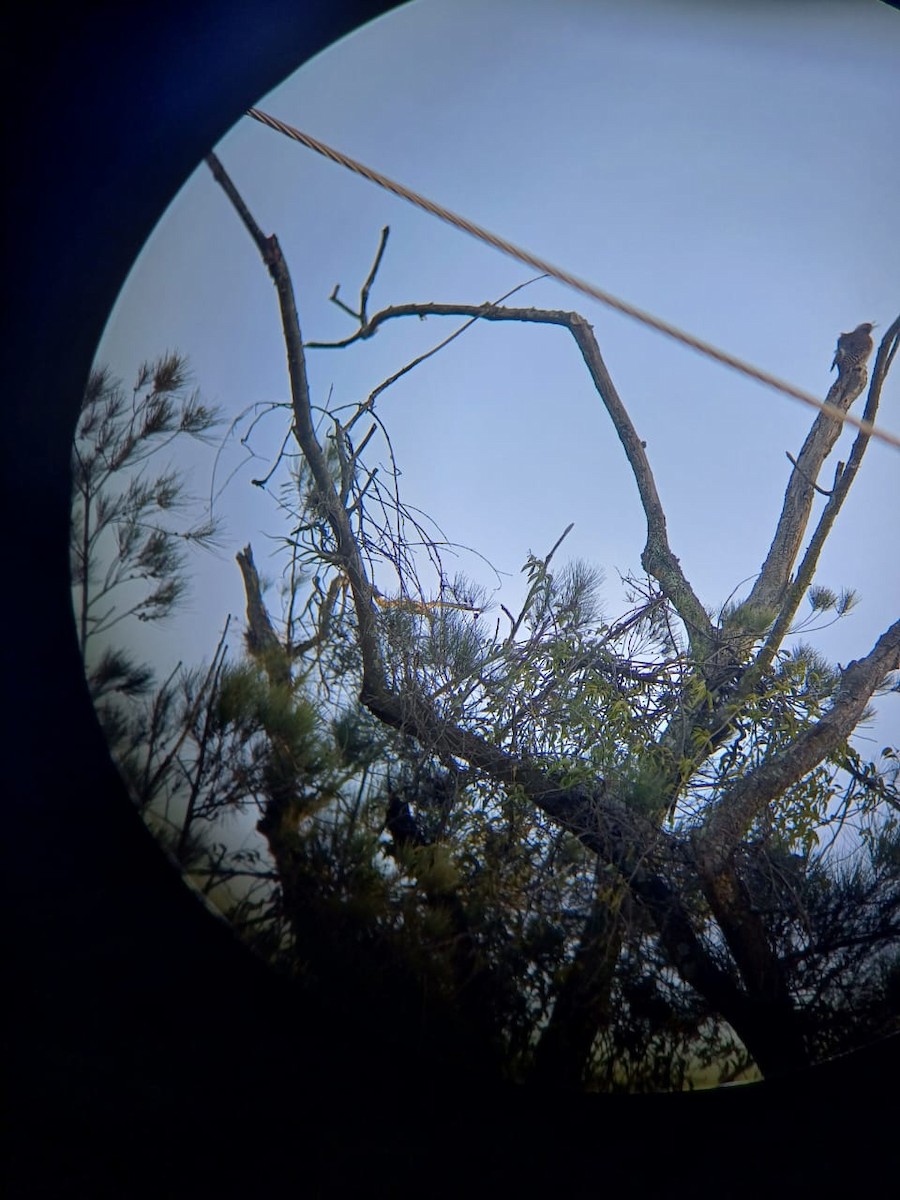 Guatemalan Flicker - ML629197049