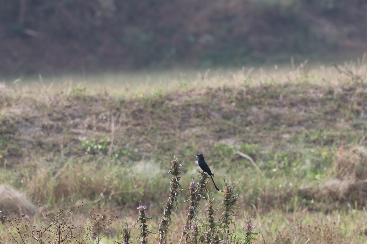 svartdrongo - ML629197147