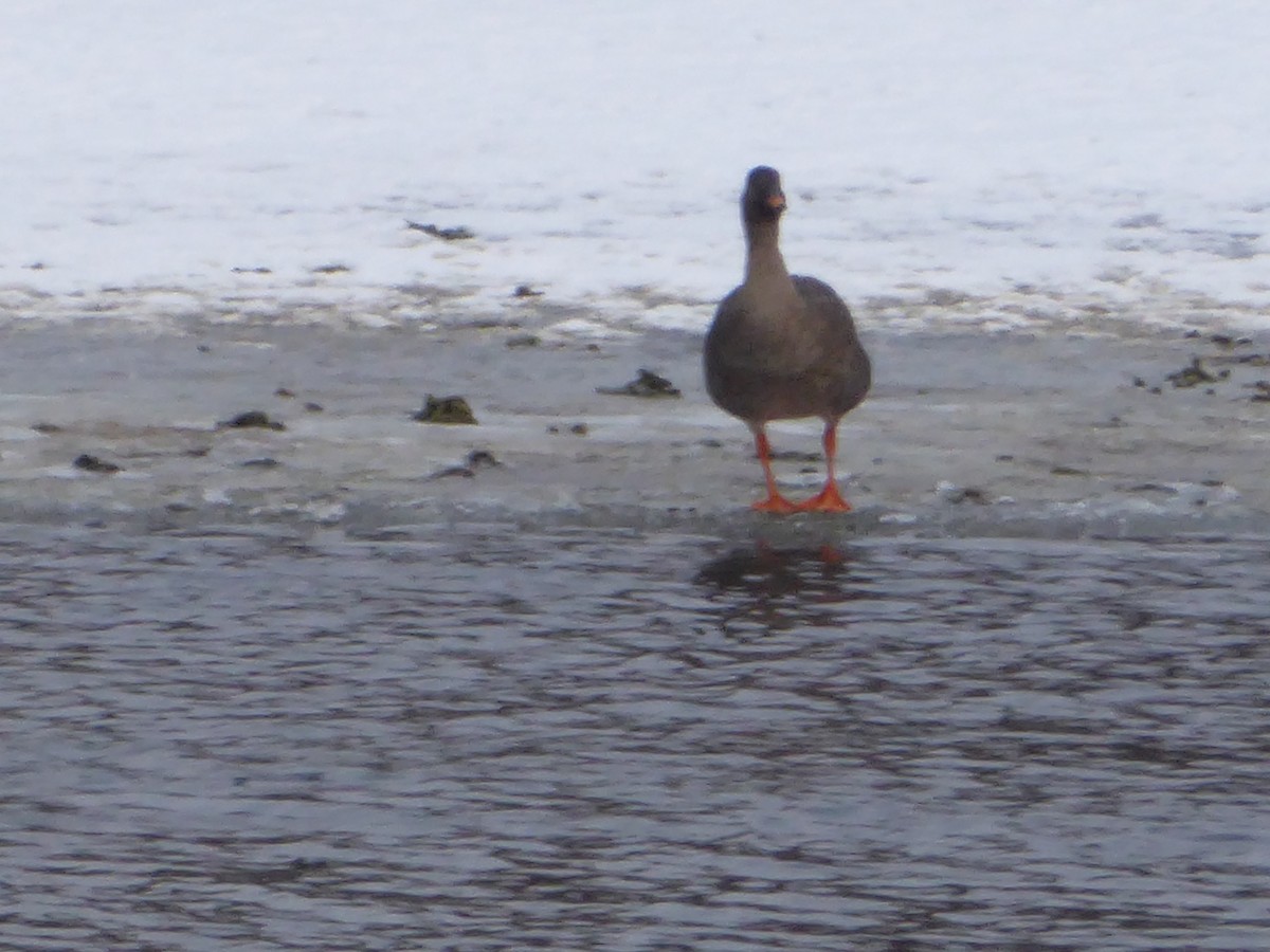 寒林豆雁 - ML629197214