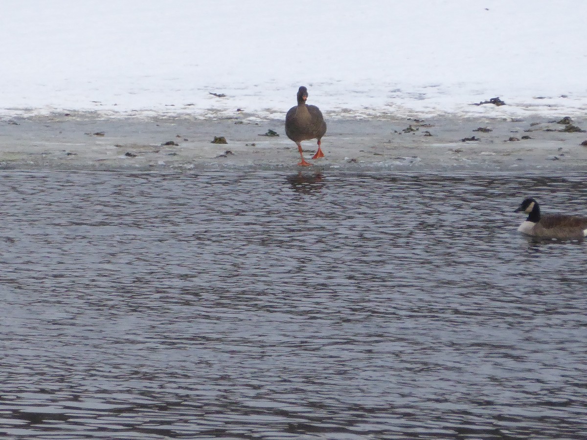 寒林豆雁 - ML629197215