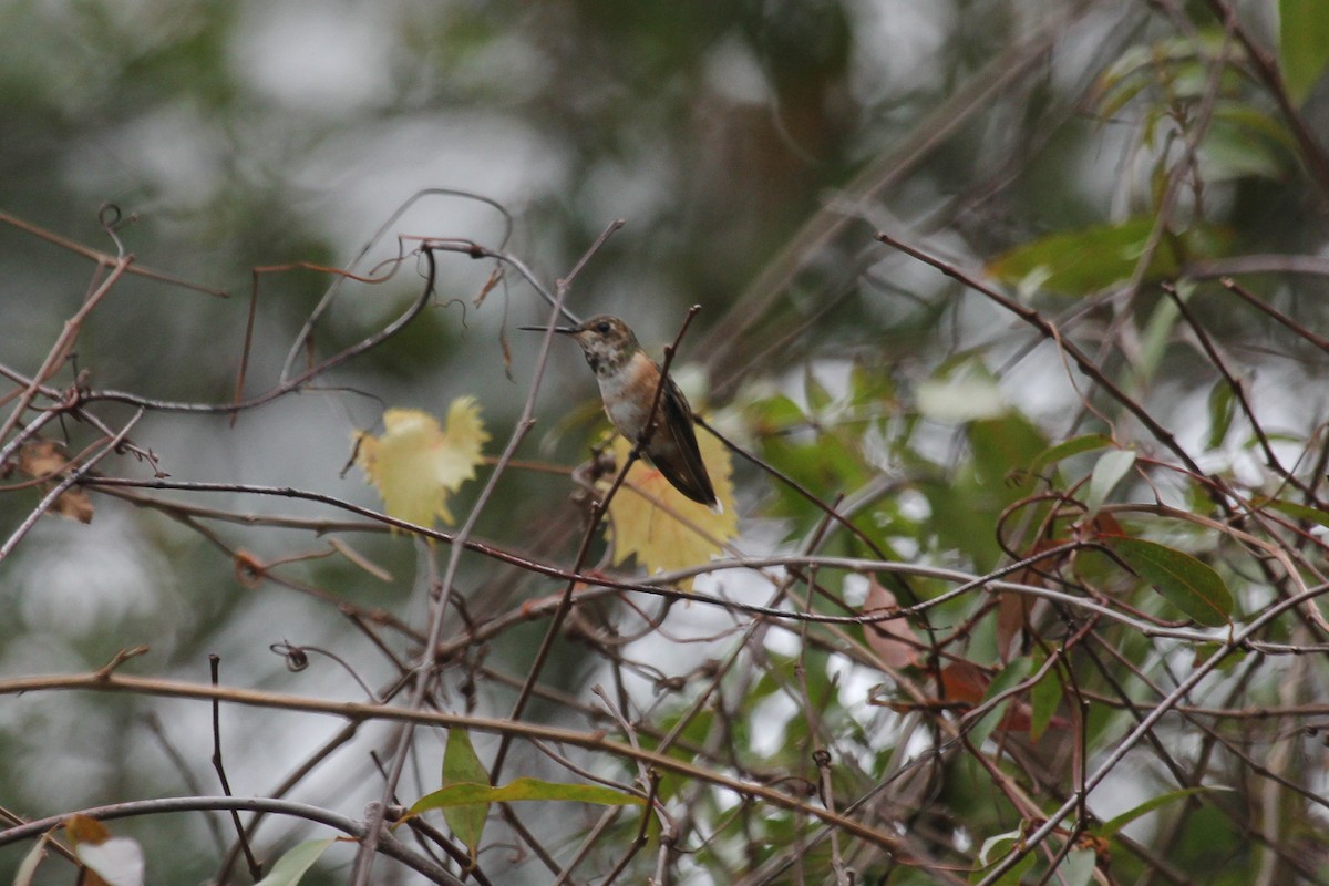 Rufous Hummingbird - ML629197226
