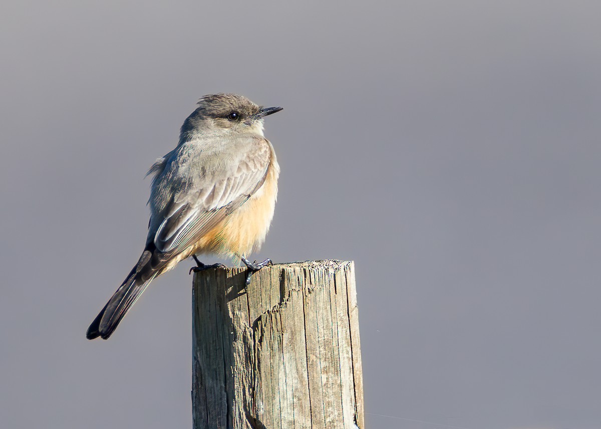 Say's Phoebe - ML629197391