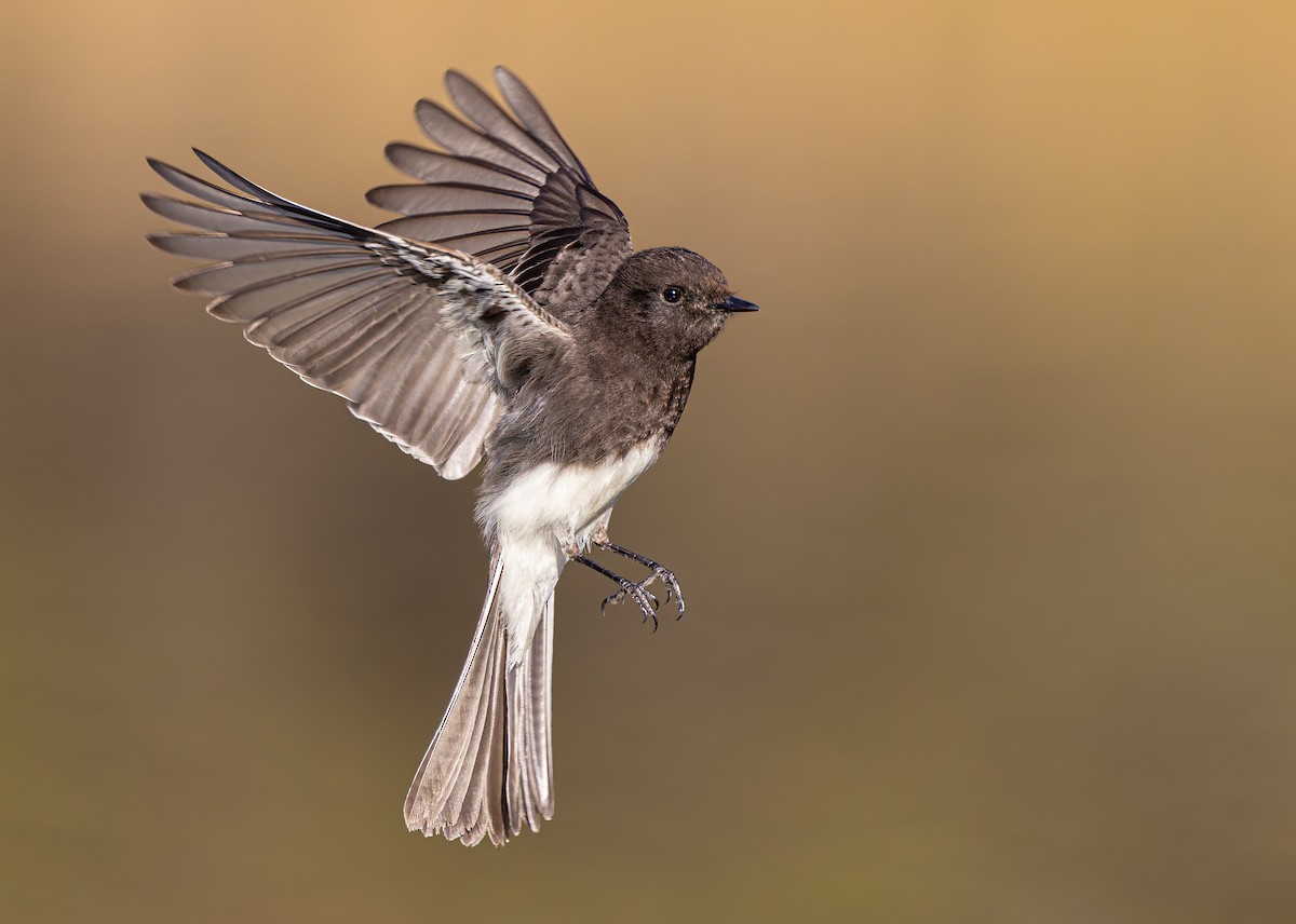 Black Phoebe - ML629197416