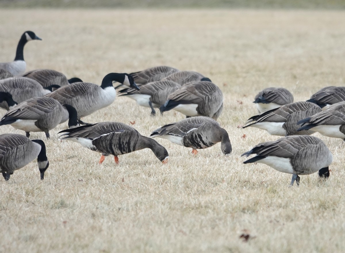 Greater White-fronted Goose - ML629197477