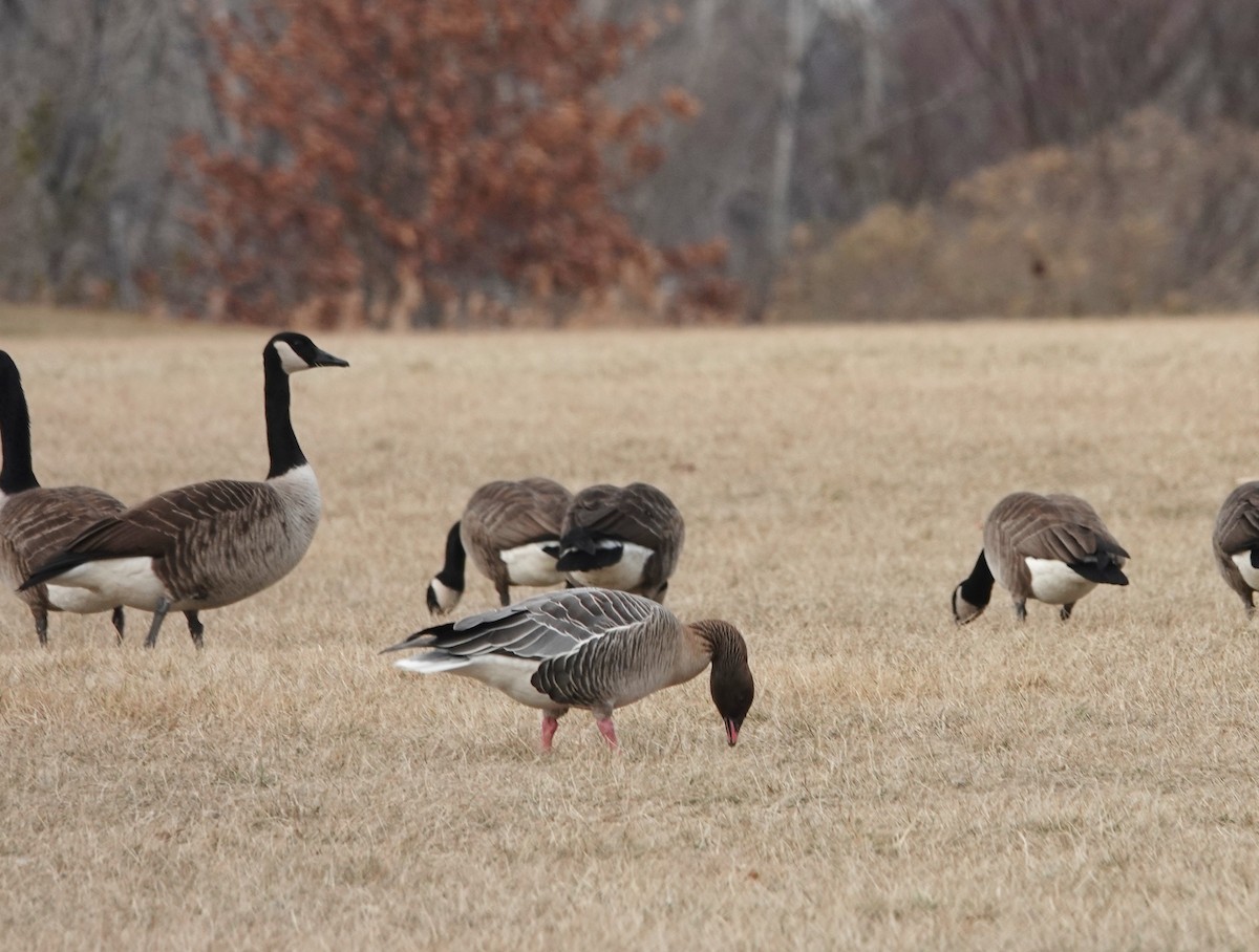 Pink-footed Goose - ML629197482