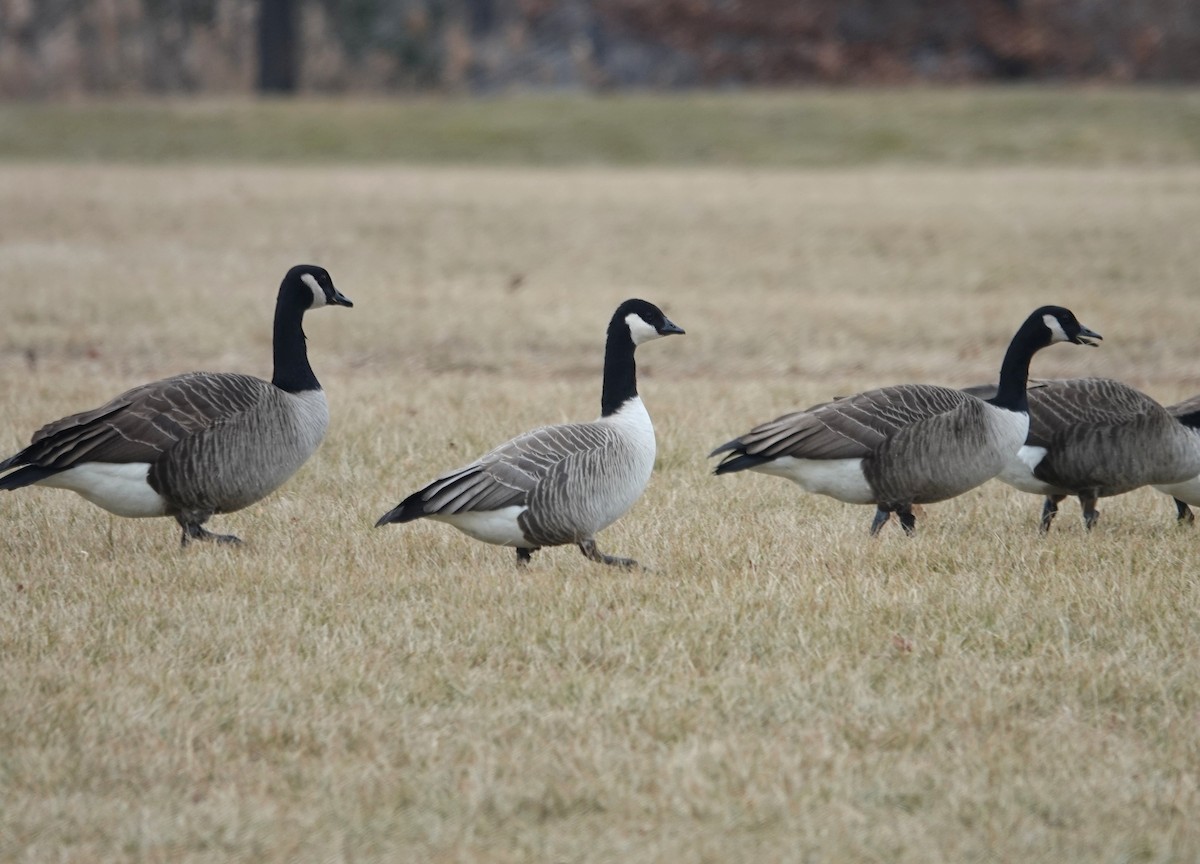Cackling Goose - ML629197492
